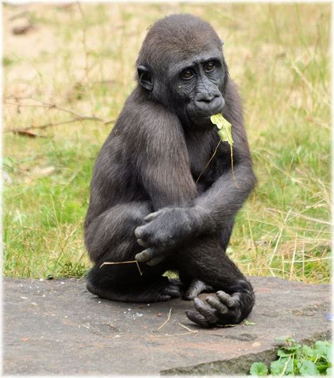 Black Grass Gorilla Zoo Series Monkey Monkeys Holland Amsterdam