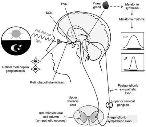 The Neural Pathway Between The Retina And The Pineal Gland By Which