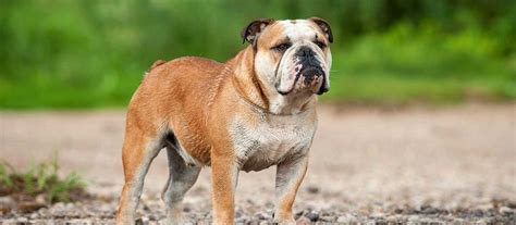 The pups are raised in a loving home and are already well sociali.read more. English Bulldog Puppies 250 Dollars | Top Dog Information
