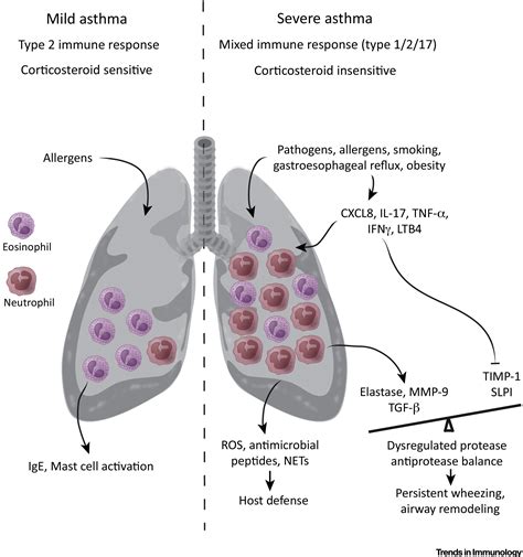 Neutrophilic Inflammation In Asthma And Association With Disease