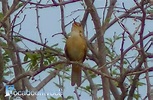 Pássaro Garrincha cantando em vídeo | Notícias de Paramirim e do Mundo