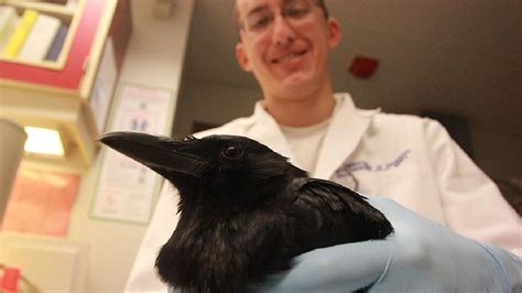 Seattle Researchers Crows Big Brains Are Eerily Humanlike