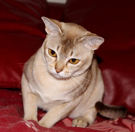 Cirmi Choc Ticked Tabby Katze Burma Zucht Burmesen Von Rackersville