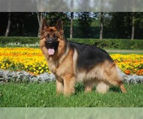 German Shepherd Dog Breed Information And Pictures On