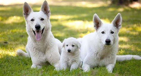 Alsatian White 45 Very Beautiful White German Shepherd Pictures And