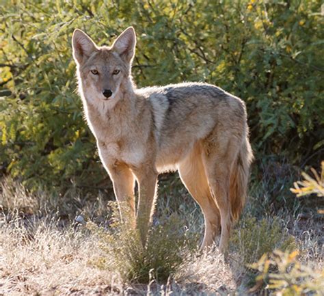 Coyote Canis Latrans Photograph Of Photo Of Image Of