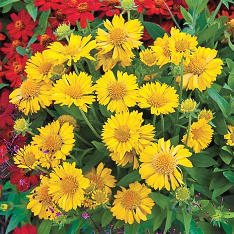 18 Beautiful Yellow Perennials To Brighten Your Yard Sunny Home Gardens