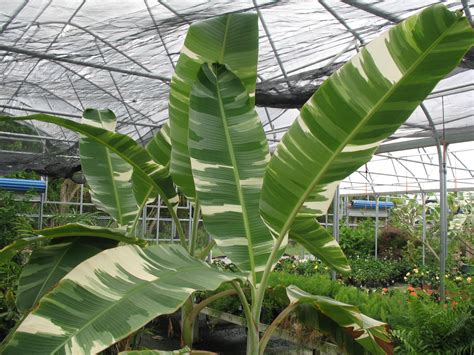 Mar 6, 2020 at 10:00 pm. Online Plant Guide - Musa aeae / Ae Ae Banana