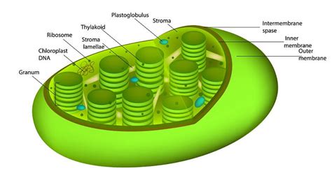 Plant Cell The Definitive Guide Biology Dictionary