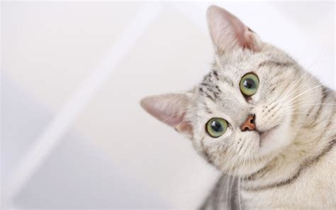 Desktop Wallpaper Cats ·① Wallpapertag