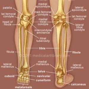 License image the bones of the leg are the femur, tibia, fibula and patella. Leg & Foot Archives - Medical Art Library