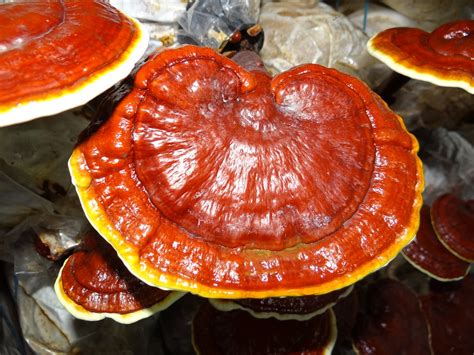 Medicinal Benefits Of Reishi Mushrooms