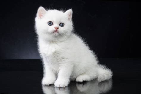 White British Shorthair Cat Details Origin And Historical Past With