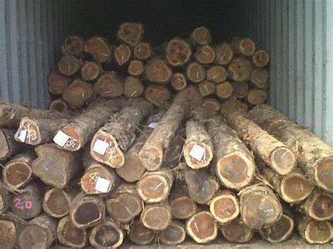 Teak Wood Round Logs At Best Price In New Delhi By Jain Wood Crafts Assam Timber Mkt Id