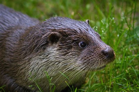 Tier Otter S Ugetier Kostenloses Foto Auf Pixabay Pixabay