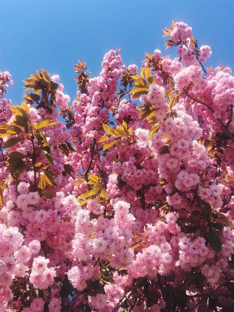 Spring Summer Blue Pink Cherry Blossom Sunshine Sakura Copenhagen