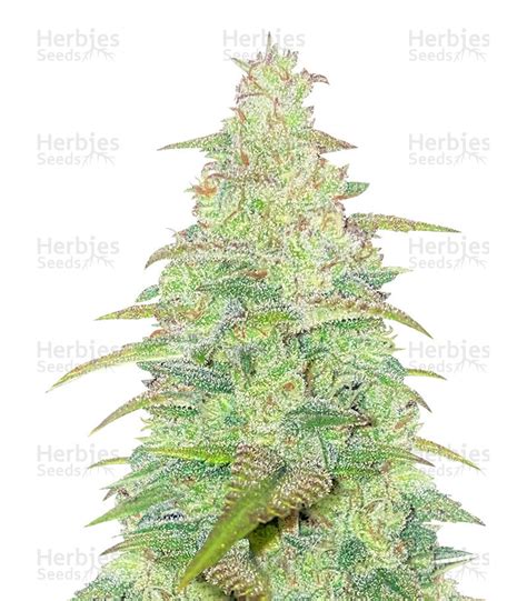 Original Auto Northern Lights Fem Cannabis Seeds For Sale Herbies