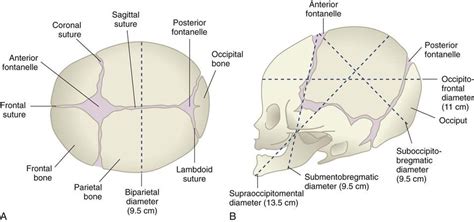 Fetal Skull Diagram Nursing Notes Nursing School Survival Midwifery