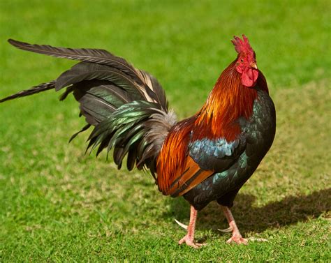 A Wild Cockfighting Rooster Chicken Note The Long And Shar… Flickr