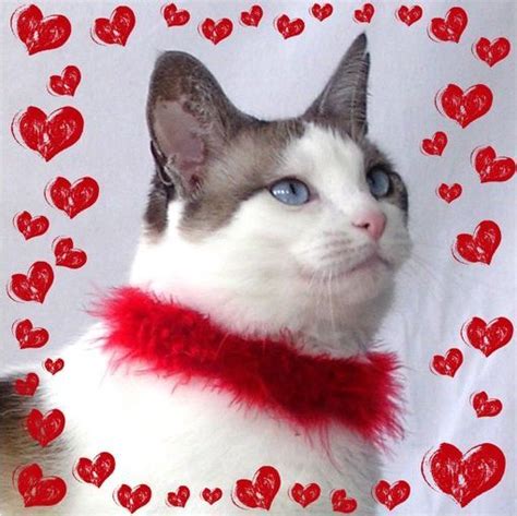 Cats Who Want To Be Your Valentine This Valentine S Day Pictures Cattime Valentines Day