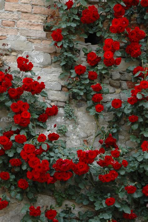 Fleurs에 있는 Warda Abdullah님의 핀 빨간 장미꽃 식물 덩굴장미