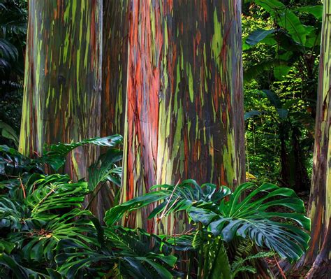 Maui Eucalyptus Bing Wallpaper Download