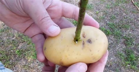 Bouturer ses rosiers avec des pommes de terre : connaissez-vous cette