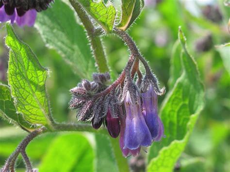 We've got you covered with our map collection. Russian Comfrey (Symphytum x uplandicum) | Wildlife Insight