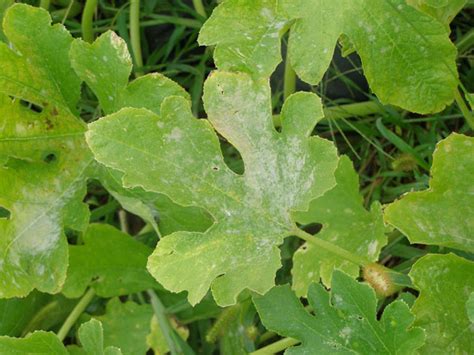 Maybe you would like to learn more about one of these? What's wrong with my plant? : Garden : University of ...