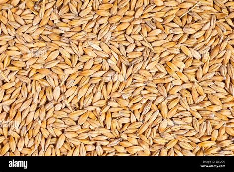 Background Or Texture Of Unpeeled Barley Grains Stock Photo Alamy