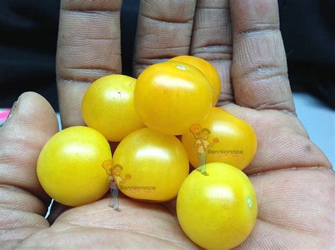 Yellow Canary Micro Dwarf Tomato Renaissance Farms Heirloom Tomato Seeds
