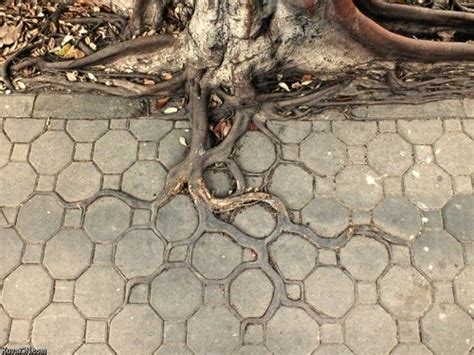 Where There Is A Willow Tree Roots Concrete Jungle Beautiful Tree