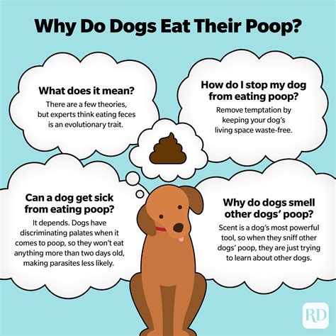 Why Do Dogs Eat Poop — Is It Normal For Dogs To Eat Poop