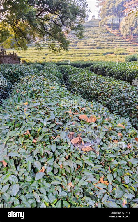 A Carpet Of Tea Plants At Meijiawu Tea Village On The West End Of