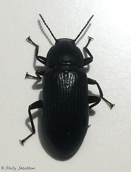 Beetle Centronopus Calcaratus Bugguidenet