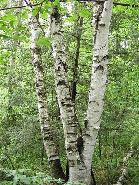 Birch Trees Native To Michigan Adena Conley