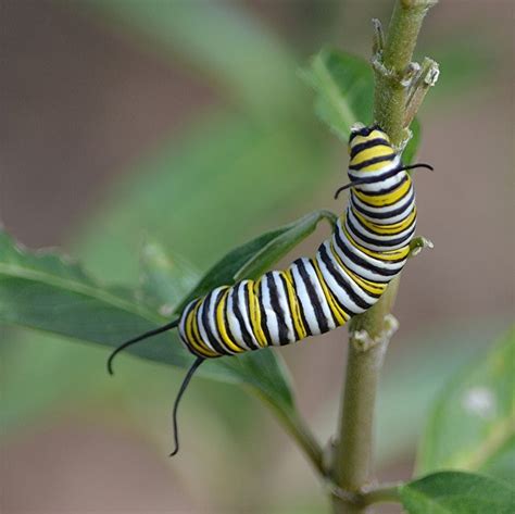 Striped Monarch Caterpillar Seems To Have Two Heads Monarch