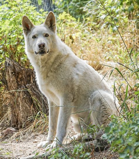 Wolf Hybrid Qaspara