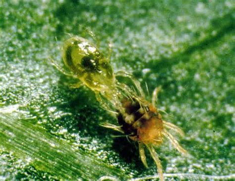 Besteht im sommer ein erhöhter lüftungsbedarf, hindern insektenschutzgitter die tierchen. Kleine Rote Spinnen in Haus und Garten - Das solltest du ...