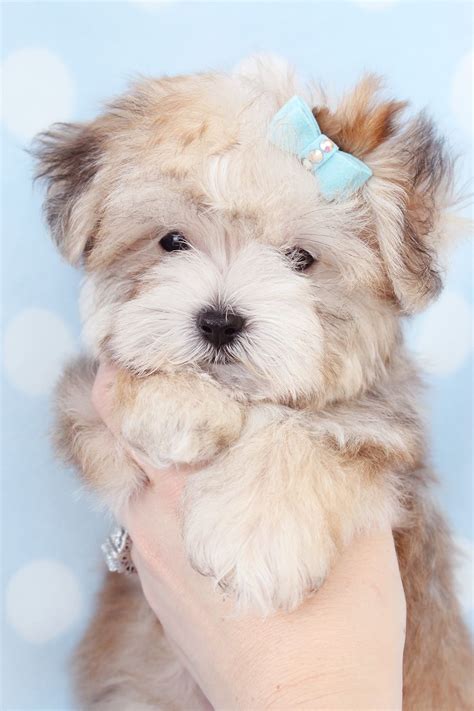 Morkies are higher energy than most other petite dogs but still have short legs. Morkie Puppy For Sale at TeaCups Puppies South Florida | Morkie puppies, Puppies, Maltipoo puppy