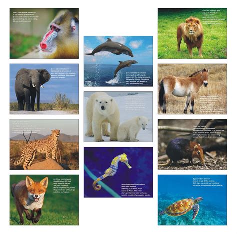 P11g 1001 Poster Pack Of 11 Animals Poster Vivid Print India Get