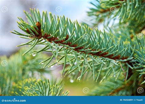 Pine Branch With Rain Drops Close Up Stock Image Image Of Glows