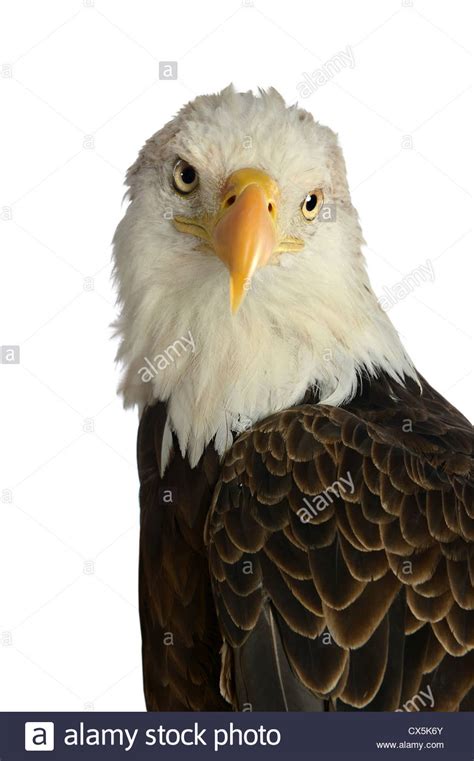 Head Of Bald Eagle Isolated Over White Background Stock Photo Alamy