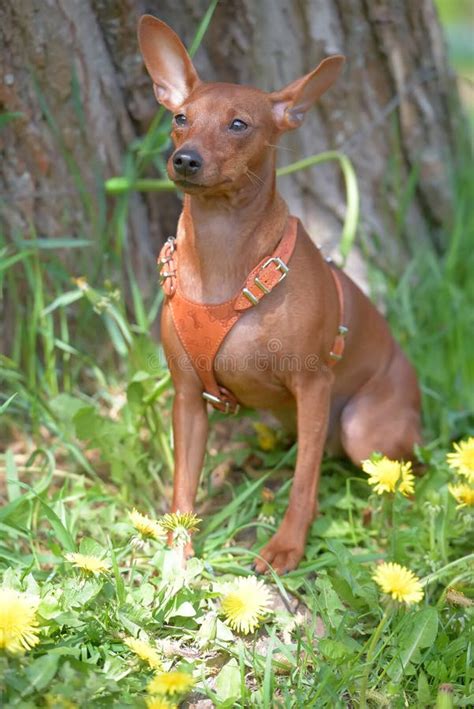 Miniature Pinscher With Uncut Ears In The Park Stock Image Image Of