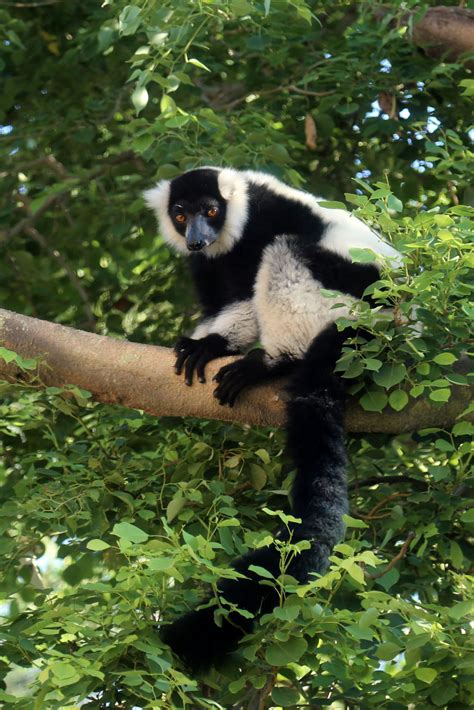 Black And White Ruffed Lemur Reid Park Zoo