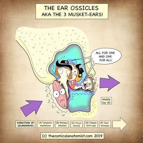 The Ear Ossicles Aka The 3 Musket Ears The Comical Anatomist