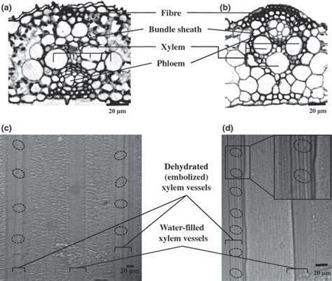 Anatomical Structure And Organization Of Vascular Bundles In Rice