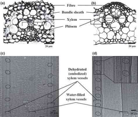 (a) portions of a cleared r. Anatomical structure and organization of vascular bundles ...