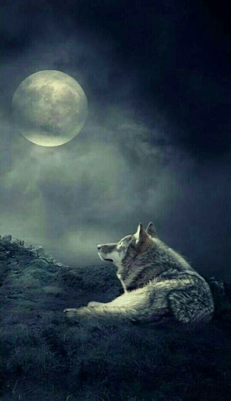Cover Wallpaper Wolf Wallpaper Scenery Wallpaper Wolf Pictures Cute