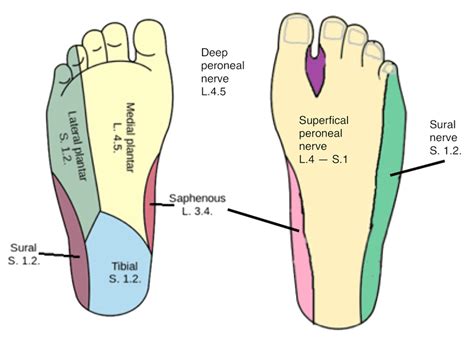 Dermatomes Foot